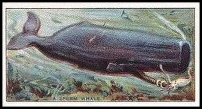 10 A Sperm Whale